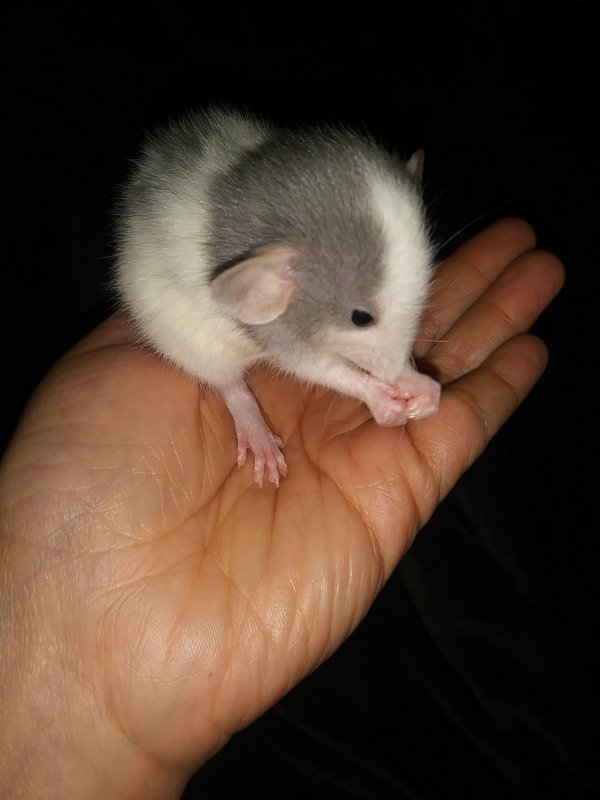 Dumbo Rats for Sale in San Francisco, California
