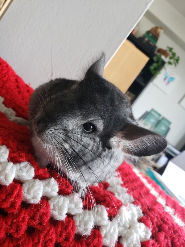 Chinchillas R Us Chinchilla Breeder in Ohio