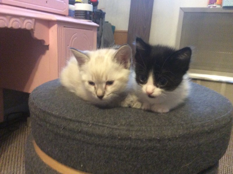 Kittens to Good Homes in St. Paul, Minnesota