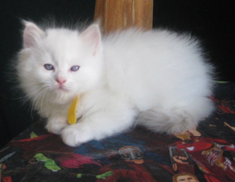 Ragdoll Kittens for Sale in Madison, Wisconsin PetClassifieds.US