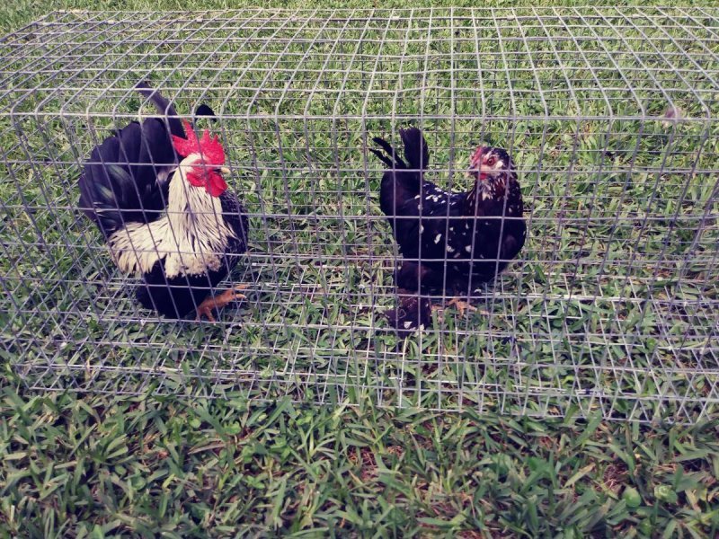 CHICKEN.jpg
