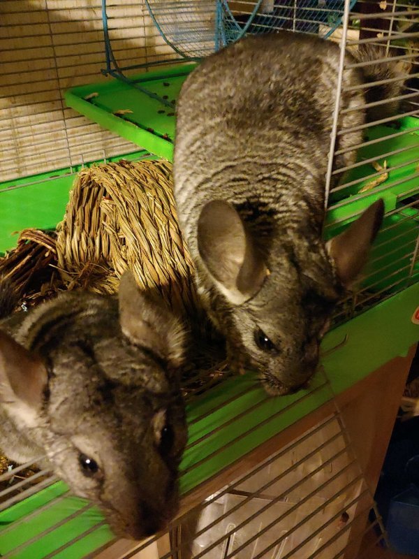 chinchillas.jpg