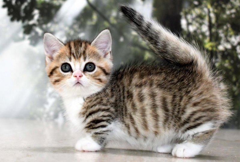 Munchkin Kittens For Sale In New York New York