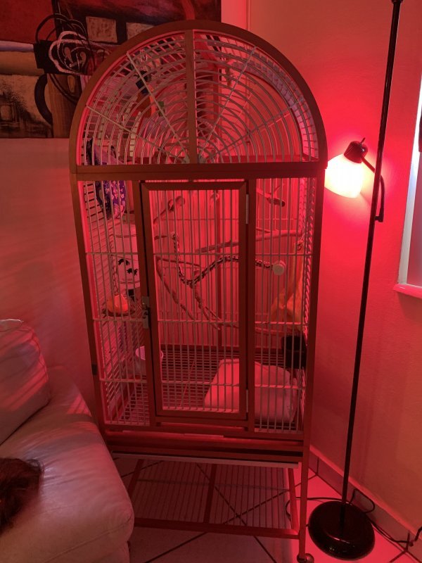 Sugar Glider For Sale Florida - petfinder