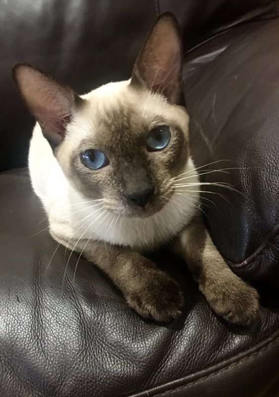 Siamese Kitten for Sale Near Orlando, Florida