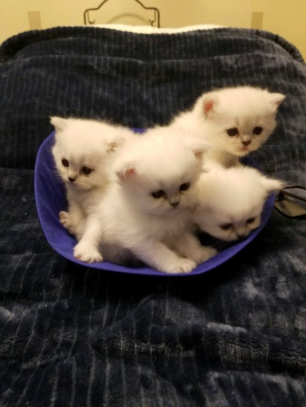 20170827_140726_001 4 HORSE MAN KITTENS.jpg 20170827_140726_001 4 HORSE MAN KITTENS.jpg