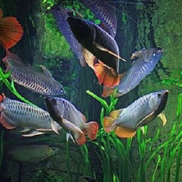 Arapaima-Arowana-Fish-324x324.jpg