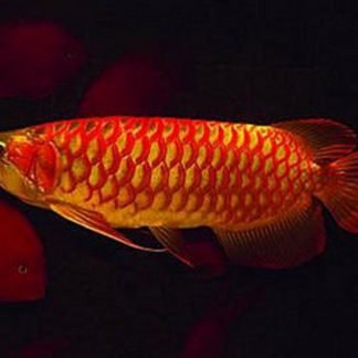 Asian-Red-Arowana-324x324.jpg