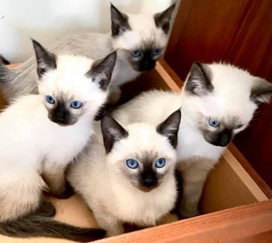 Siamese1.jpg