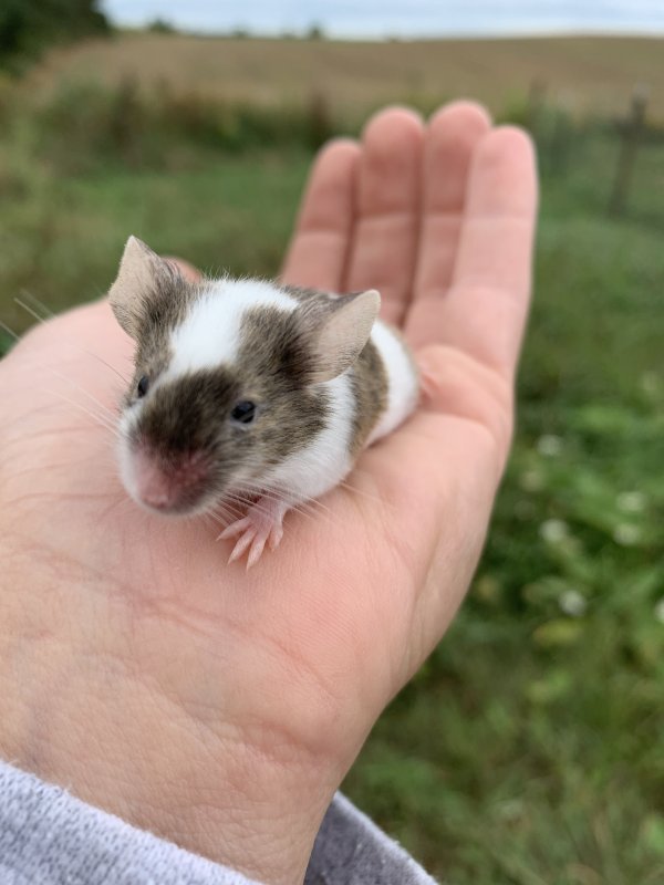 Feeder/Pet Mice for Sale in Michigan