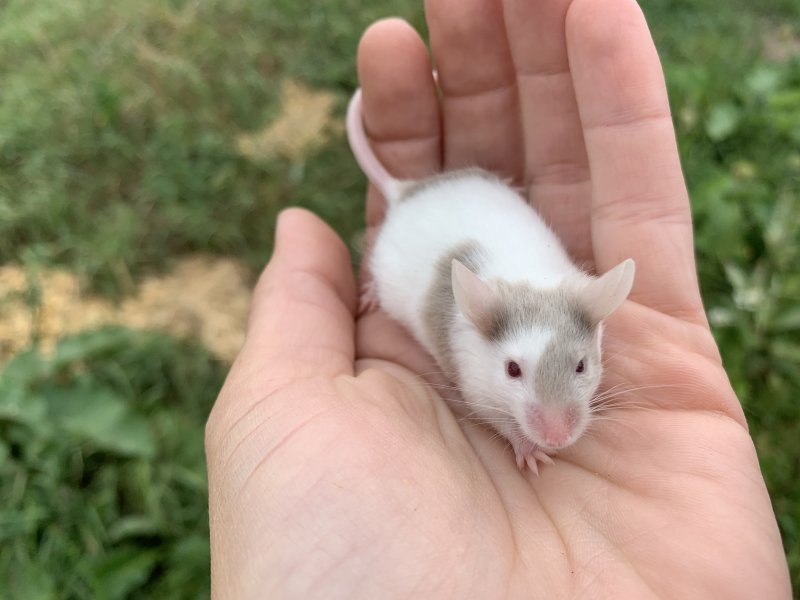 Feeder/Pet Mice for Sale in Michigan