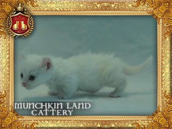 DSC00464-FrameGoKitty.jpg