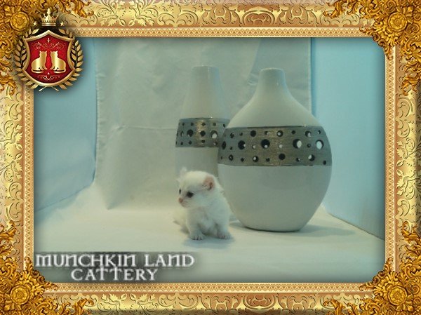 DSC00479-FrameGoKitty.jpg
