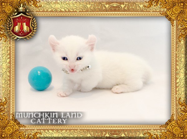 MLC-Framed Whit Kitten with Blue Ball.jpg