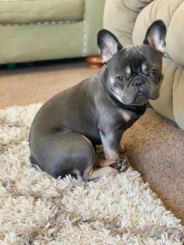 2 Year Old French Bulldog for Sale