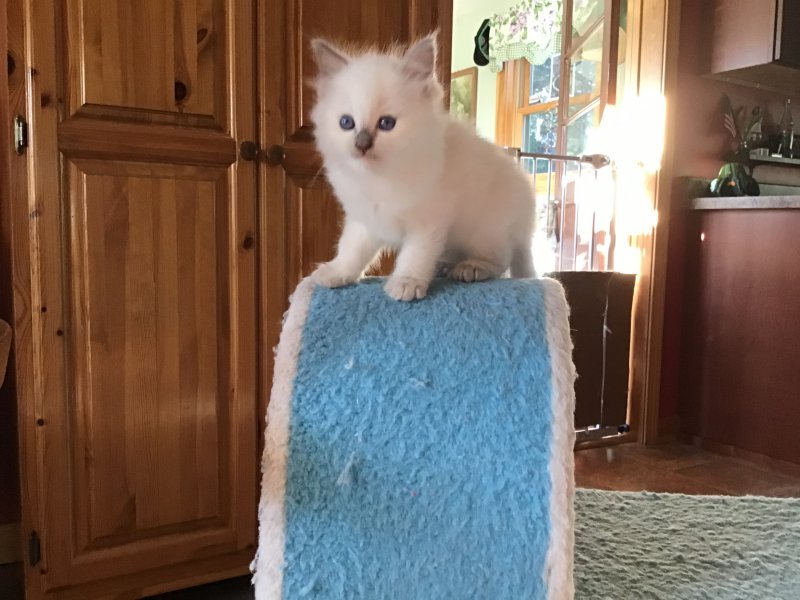 Ragdoll Kittens for Sale in Nottingham, New Hampshire