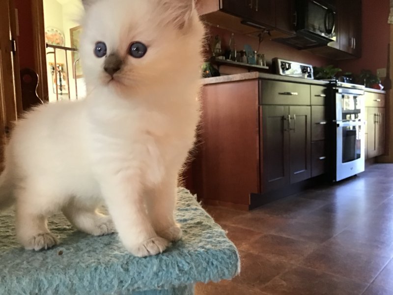 Ragdoll Kittens for Sale in Nottingham, New Hampshire