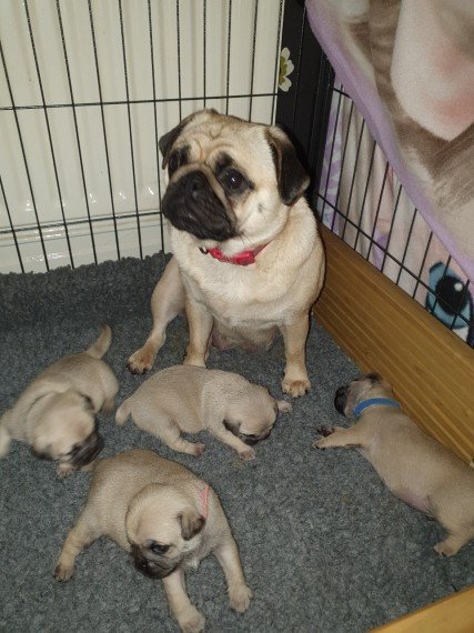 beautiful-chunky-pug-puppies-5c97e4f676c3a.jpg