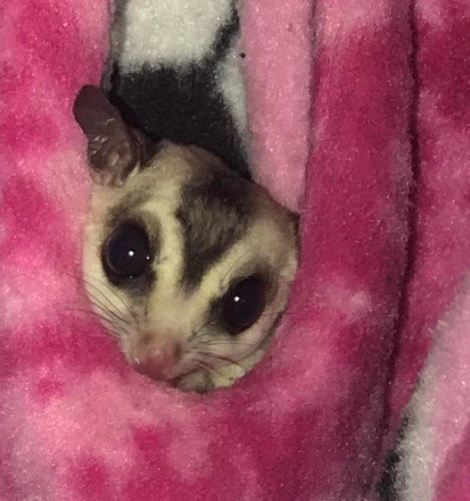 2 Sugar Gliders for Sale - Complete Setup - $500