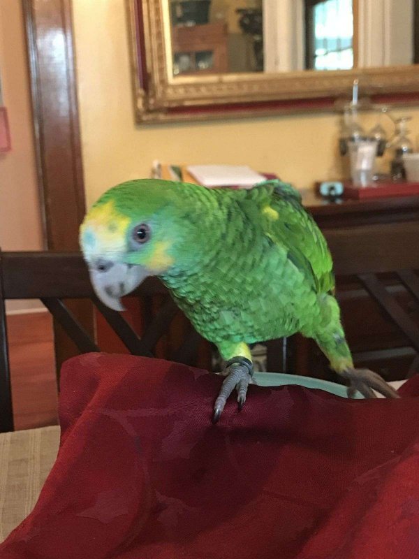 handfed-tame-bird-for-sale-in-west-hempstead-ny.jpg