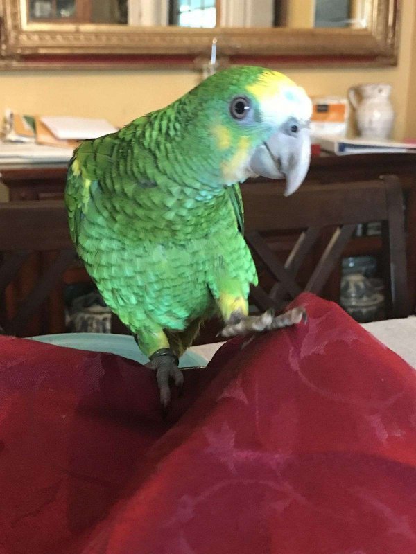 yellow-shoulder-amazon-parrot-for-sale.jpg