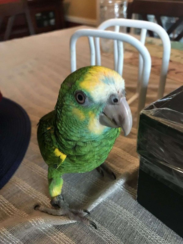yellow-shoulder-amazon-parrot-for-sale-in-west-hempstead-ny.jpg