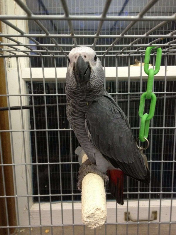 bird-for-sale-in-san-diego-ca.jpg