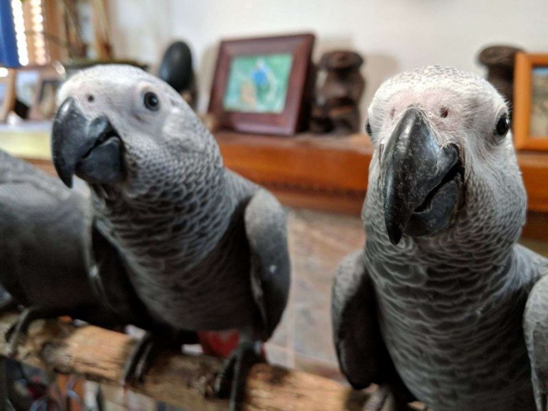 congo-african-grey-parrot-for-sale-in-san-diego-ca.jpg