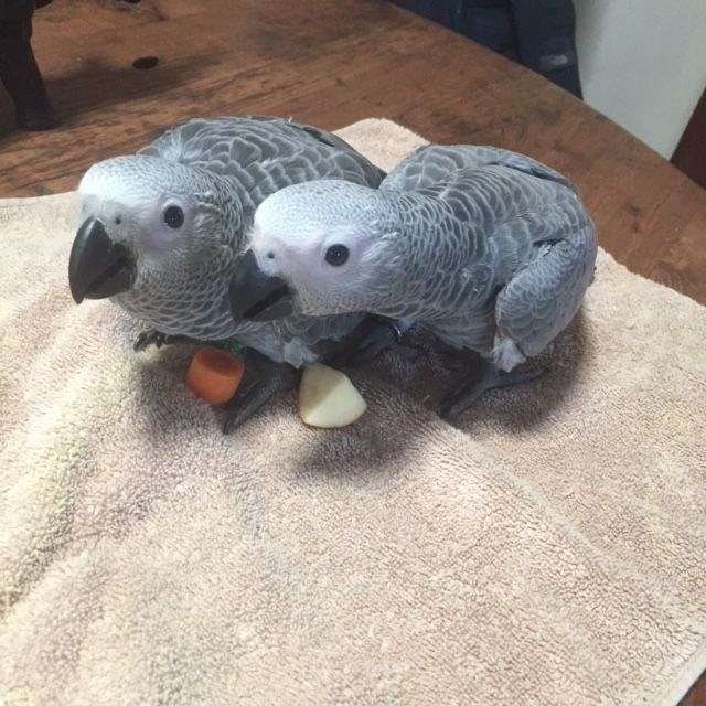 male-female-bird-for-sale-in-san-diego-ca.jpg
