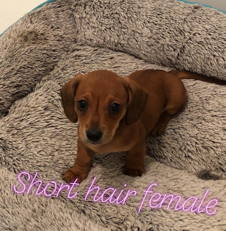 short hair female.jpg
