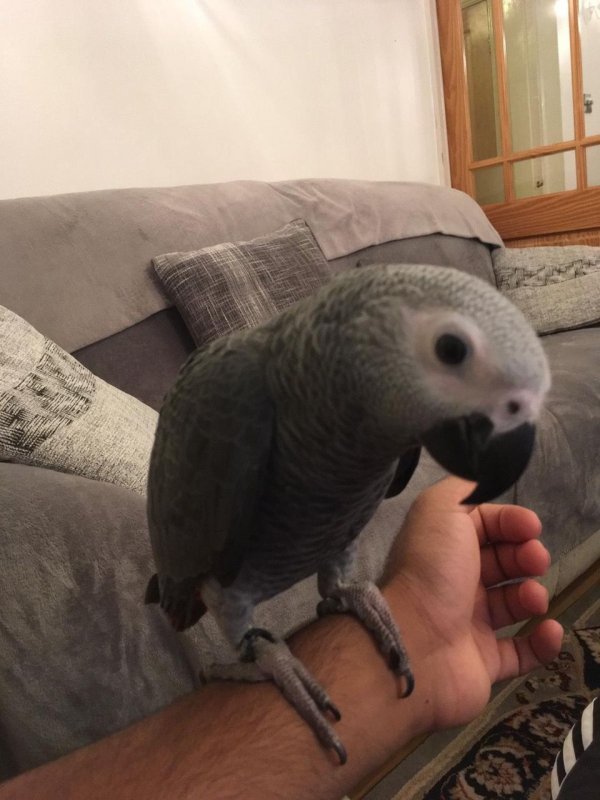 handreared-cuddly-silly-tame-baby-african-grey-5d8228a7a0e2b.jpg
