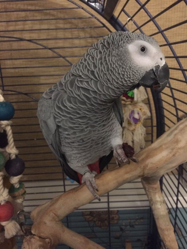 african-grey-3yrs-old-5da8dcc43ad49.jpg