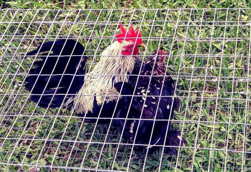 CHICKEN 2.jpg