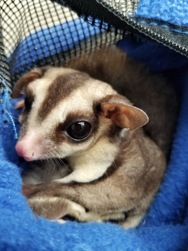 Male & Female Sugar Gliders for Sale - Price Firm