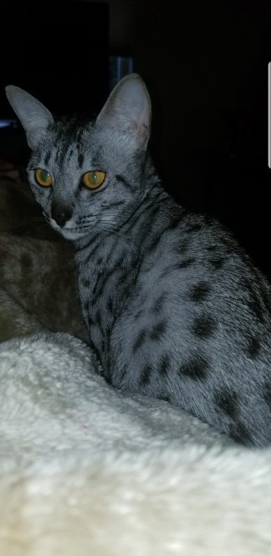 Screenshot_20191115-152801_Gallery.jpg
