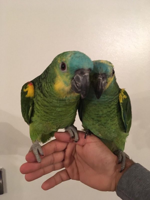 baby-super-silly-tame-blue-front-amazon-parrot-5dcd846c31290.jpg