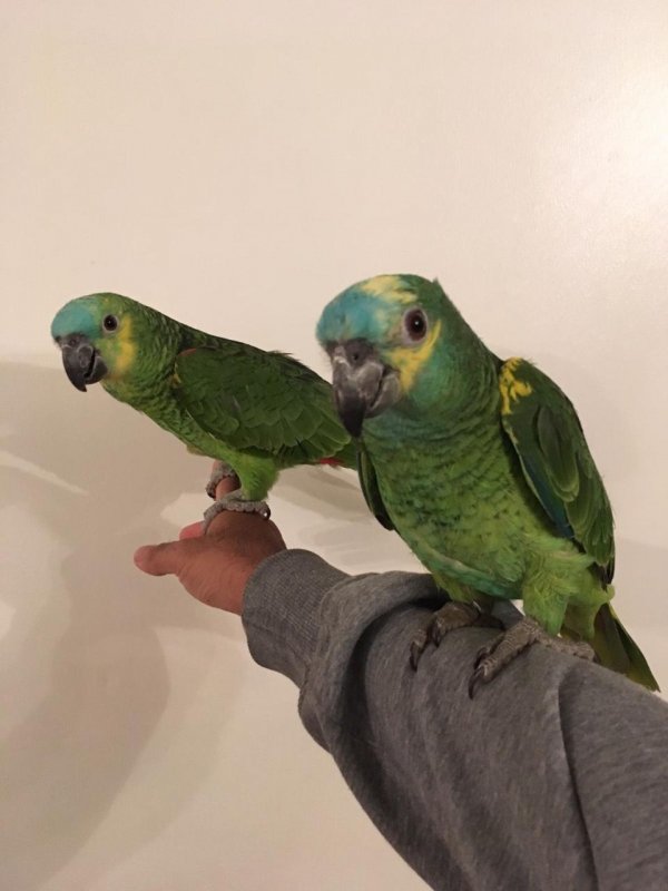 baby-super-silly-tame-blue-front-amazon-parrot-5dcd846939042.jpg