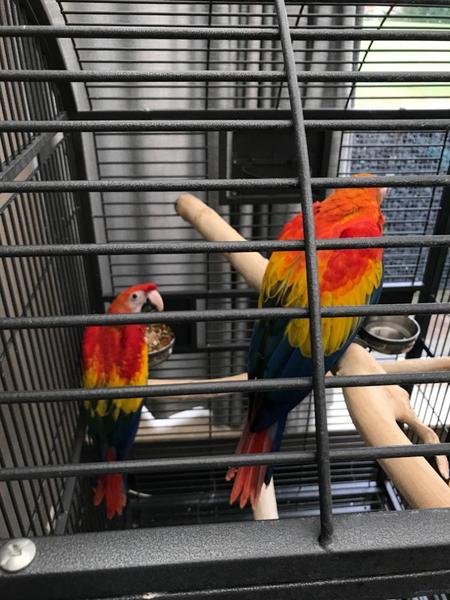 scorlet-macaw-for-sale-639448-3_800X600.jpg