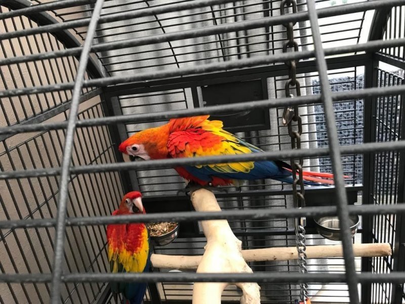 scorlet-macaw-5d5739692d02c.jpg