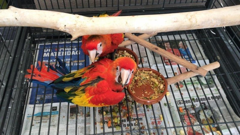 scorlet-macaw-5d573974e38f8.jpg