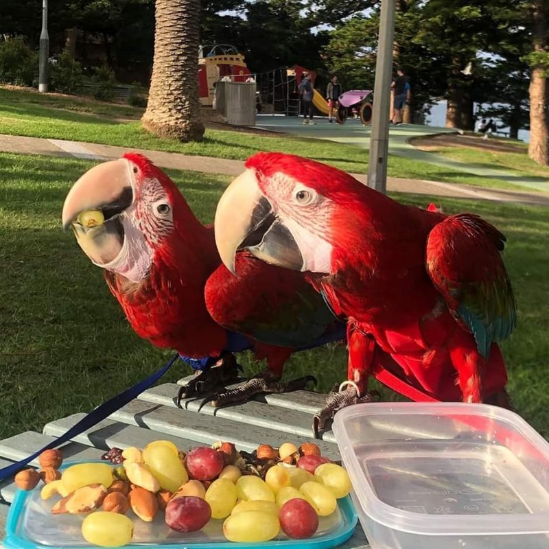 macaws_australia.jpg