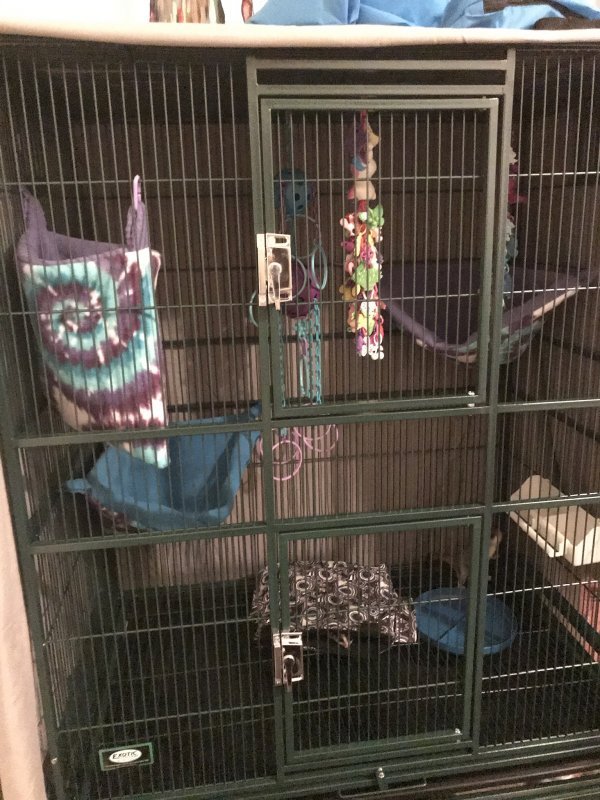 Sugar Gliders for Sale in Moyock, North Carolina