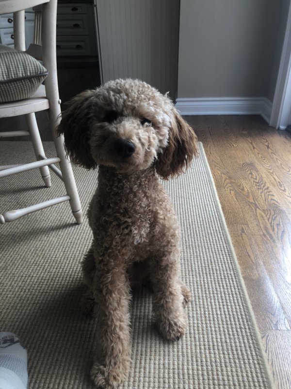 Ollie1.jpg