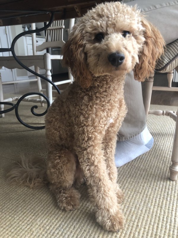 Ollie 2.jpg