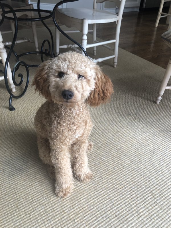 Ollie 4.jpg