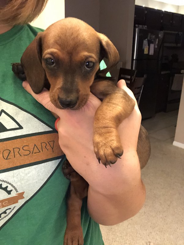 Need to Rehome My 9 Week Old Dachshund Puppy