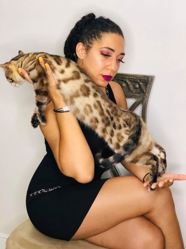 Exotic Bengal Cat for Sale in Miami, Florida