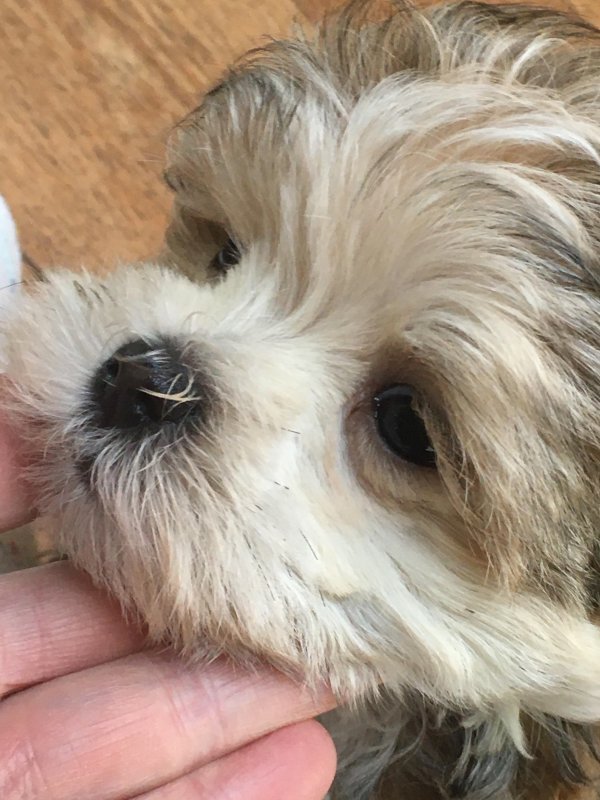 Sophia girl pup 2  9.20.19.jpg