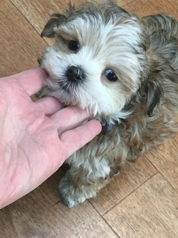 Sophia girl pup  9.20.19.jpg