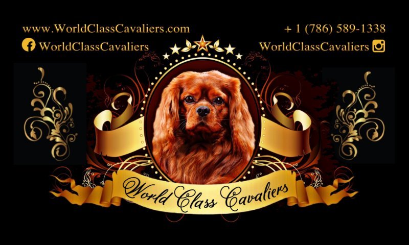 world class business cards.jpg